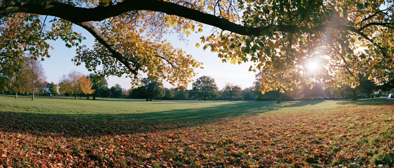 Autumn park landscape with fallen maple leaves carpeting the grass under sunlit trees