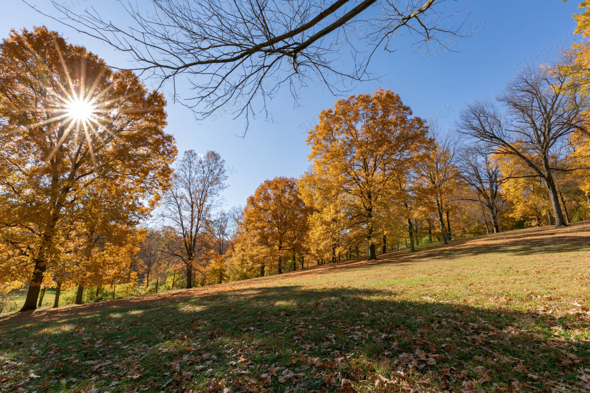 Autumn park landscape with golden and orange deciduous trees under bright sunlight