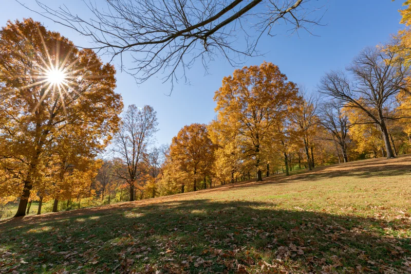 Autumn park landscape with golden and orange deciduous trees under bright sunlight