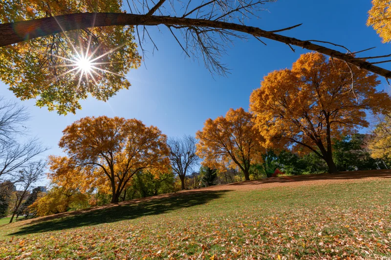 Golden deciduous trees in a park landscape under bright sunlight with fallen leaves on grass
