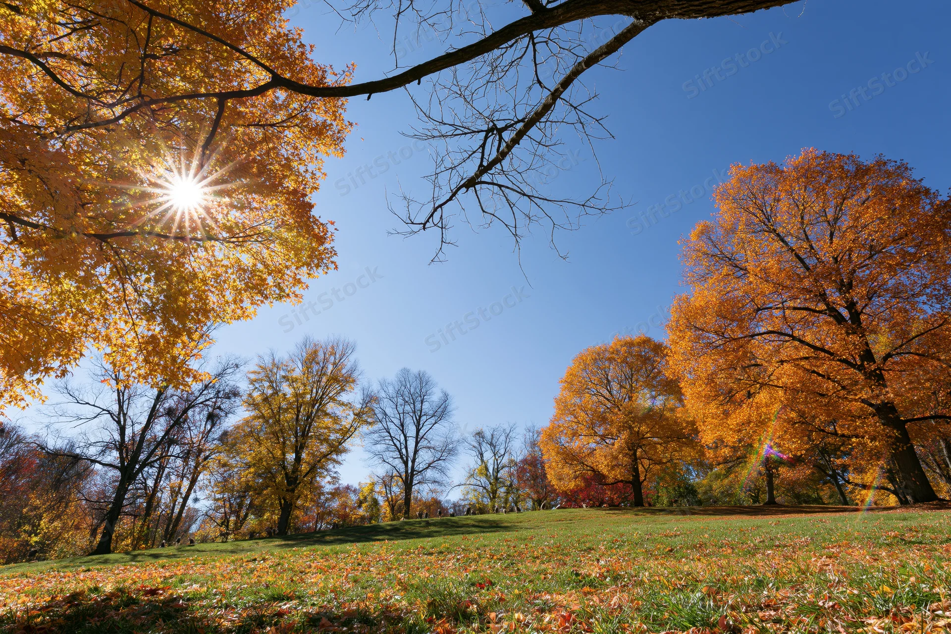 Autumn park landscape with golden and orange deciduous trees under bright sun and blue sky