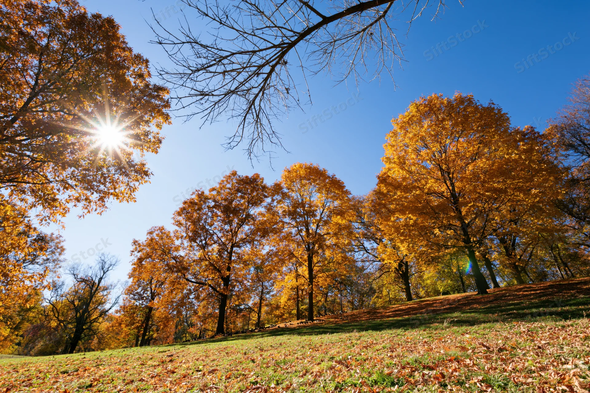 Golden and orange deciduous trees in a park landscape under bright sunlight