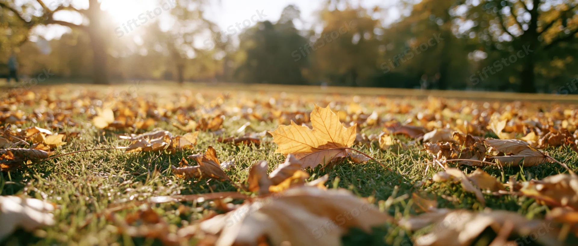 Low-angle view of fallen autumn leaves scattered across a grassy park lawn with sunlight filtering through trees