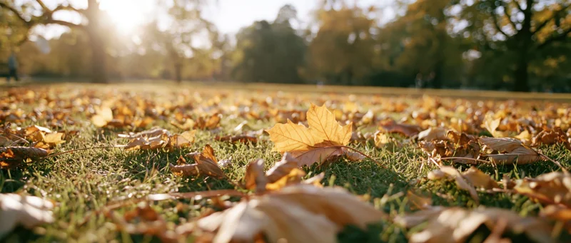 Low-angle view of fallen autumn leaves scattered across a grassy park lawn with sunlight filtering through trees