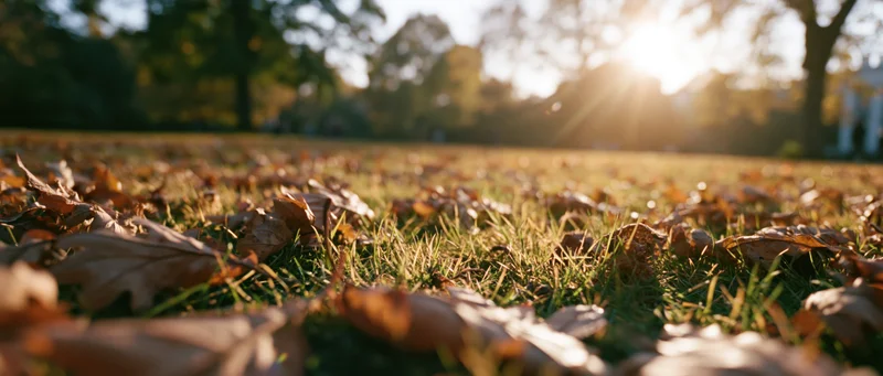 Low-angle view of fallen autumn leaves scattered across a grassy park lawn with sunlight filtering through trees in the background