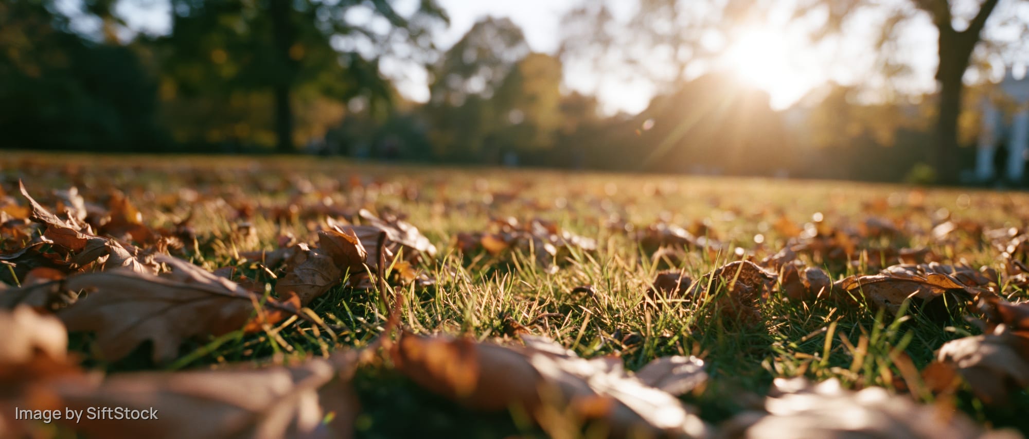 Low-angle view of fallen autumn leaves scattered across a grassy park lawn with sunlight filtering through trees in the background
