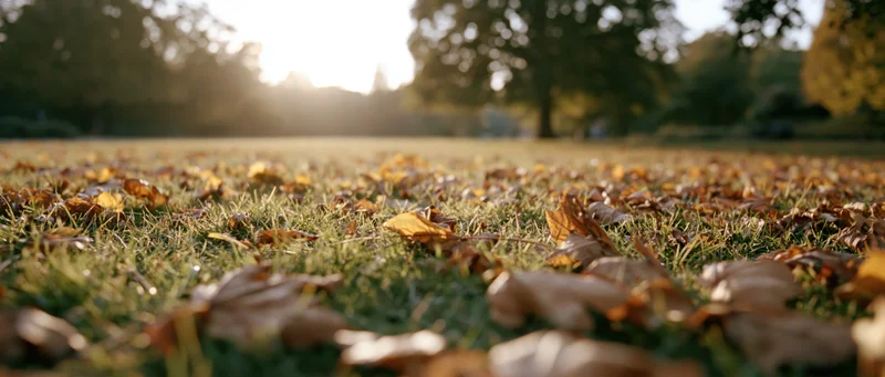 Fallen leaves scattered across a grassy park lawn at low angle with sunlight filtering through trees
