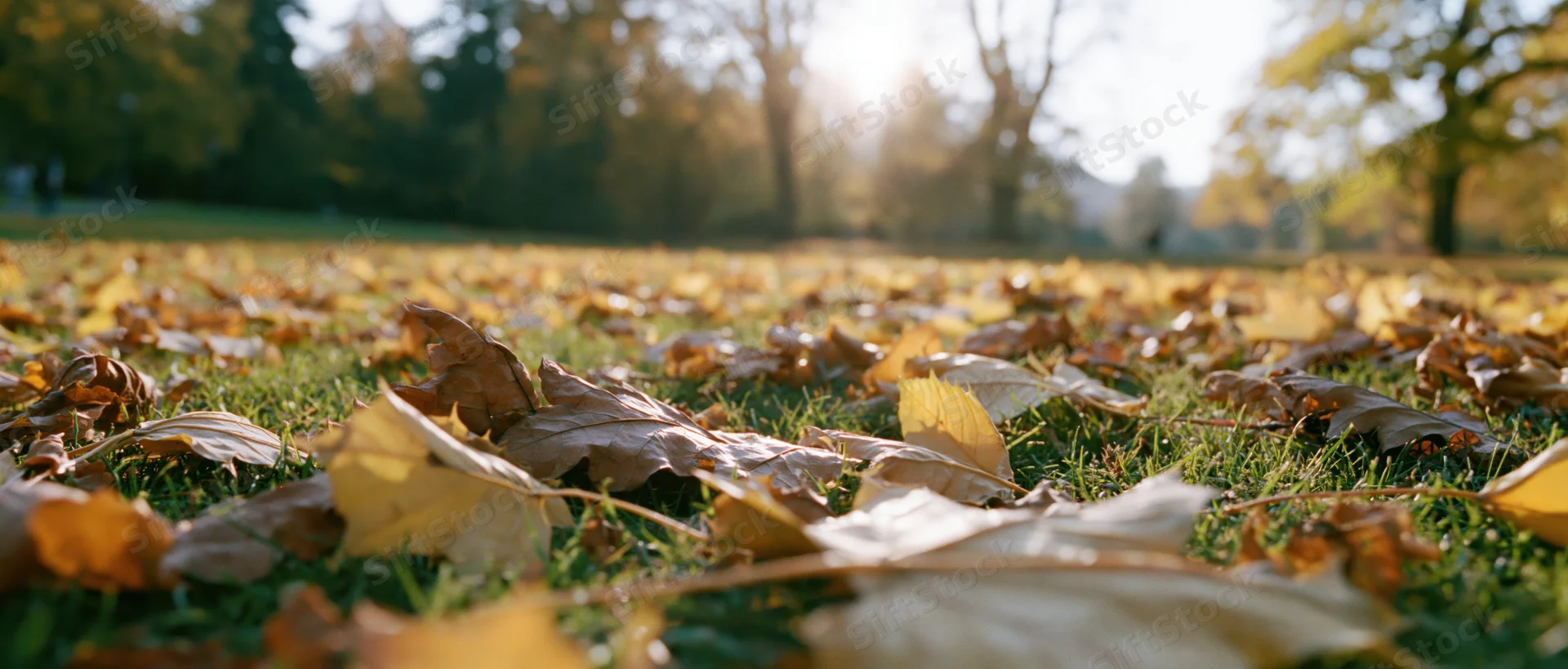 Fallen leaves scattered across a grassy park lawn with trees and sunlight in the background