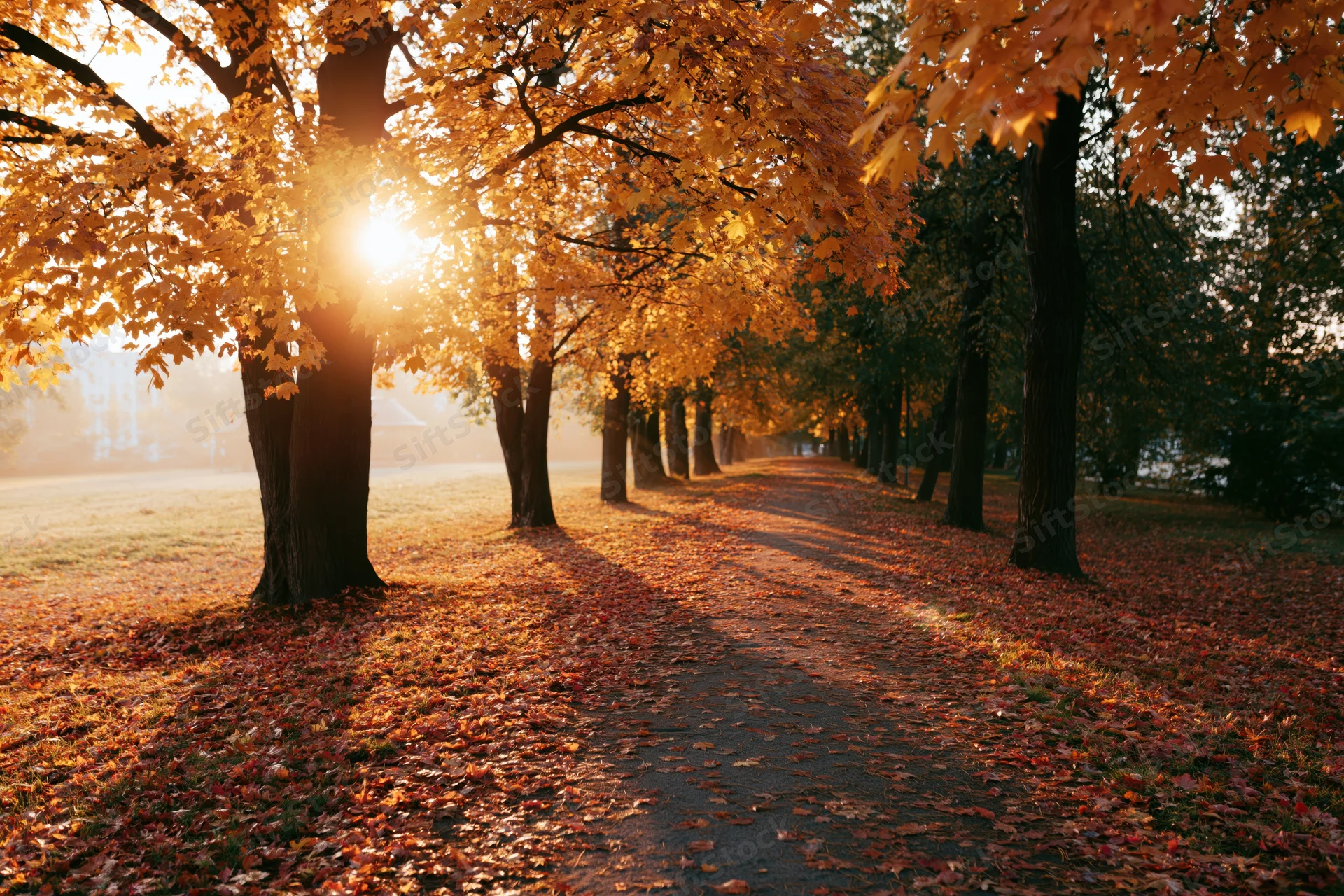 Autumn park path lined with maple trees covered in fallen orange and red leaves under golden sunlight
