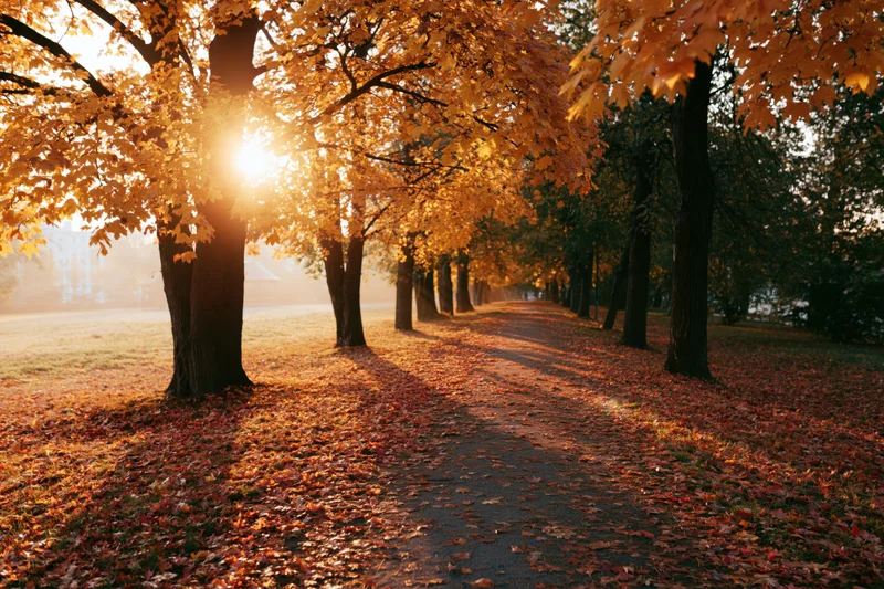 Autumn park path lined with maple trees covered in fallen orange and red leaves under golden sunlight