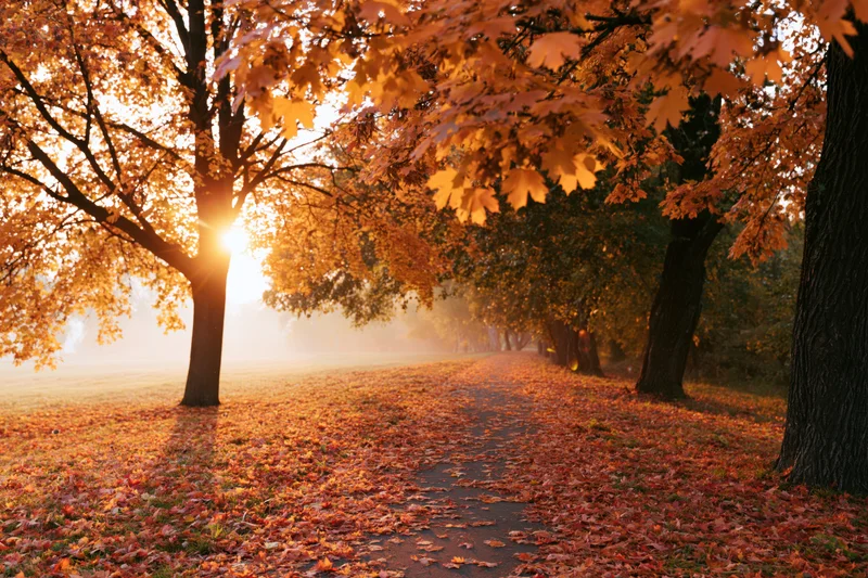 Autumn park path lined with maple trees covered in fallen orange and red leaves at sunrise