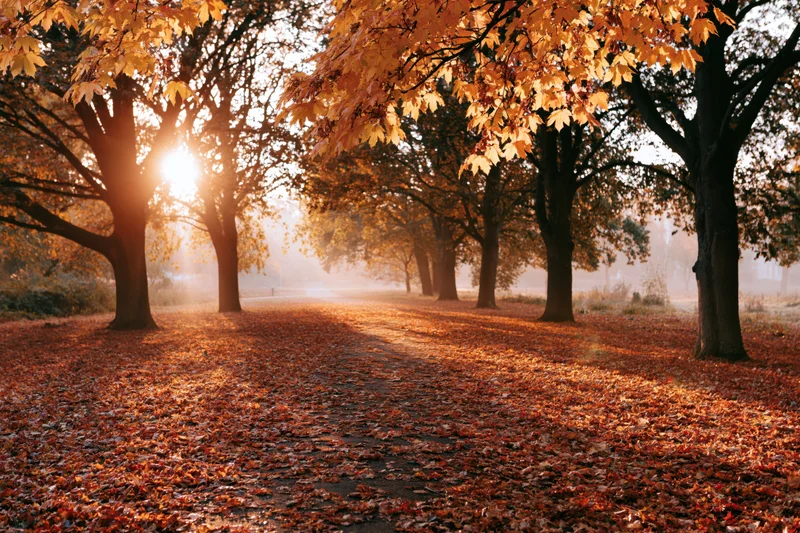 Autumn park path lined with maple trees covered in fallen orange and red leaves under morning sunlight
