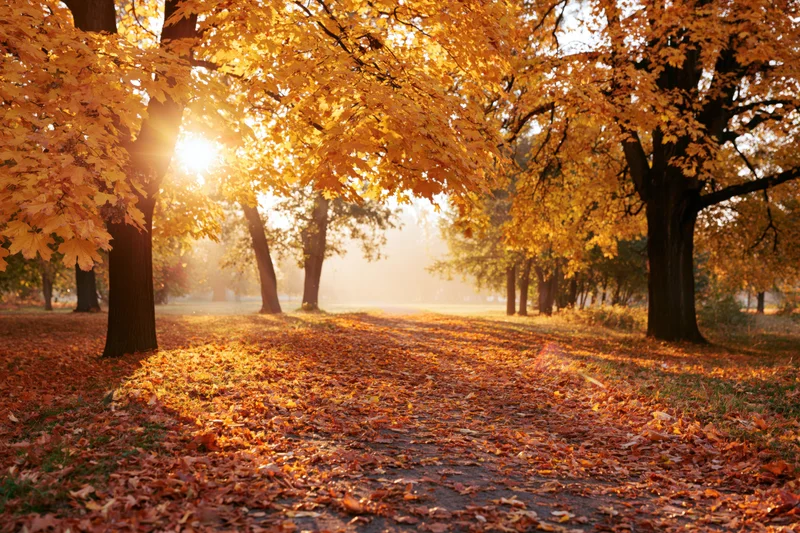 Autumn park path lined with maple trees covered in fallen orange and red leaves under golden sunlight