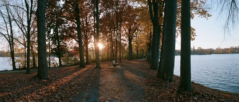 Autumn park path lined with tall trees in peak fall color beside a lake at sunset