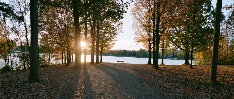 Autumn park path lined with tall trees in peak fall color leading to a lakeside bench at sunset