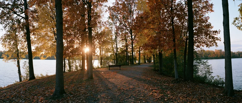 Autumn park path lined with tall trees in peak fall color beside a calm lake at sunset