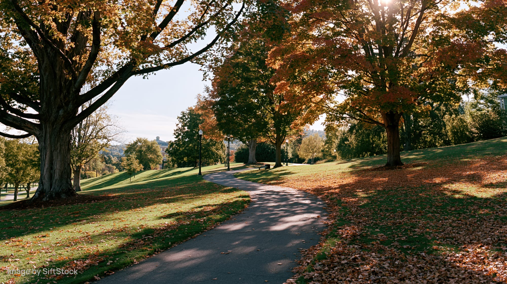 Winding path through autumn trees in a park with fallen leaves and sunlight filtering through branches
