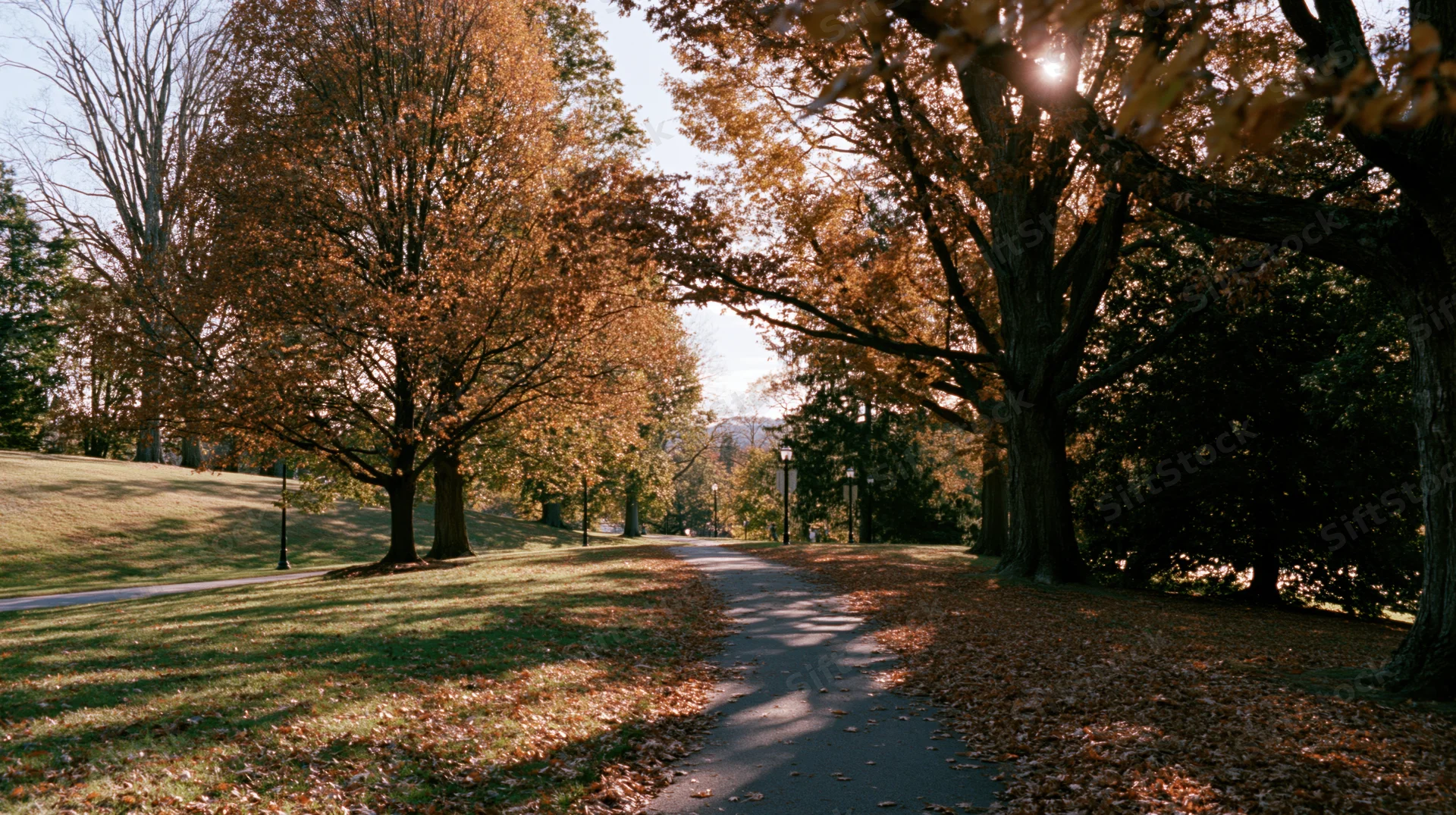 Winding path through autumn park lined with mature trees and fallen leaves under sunlight