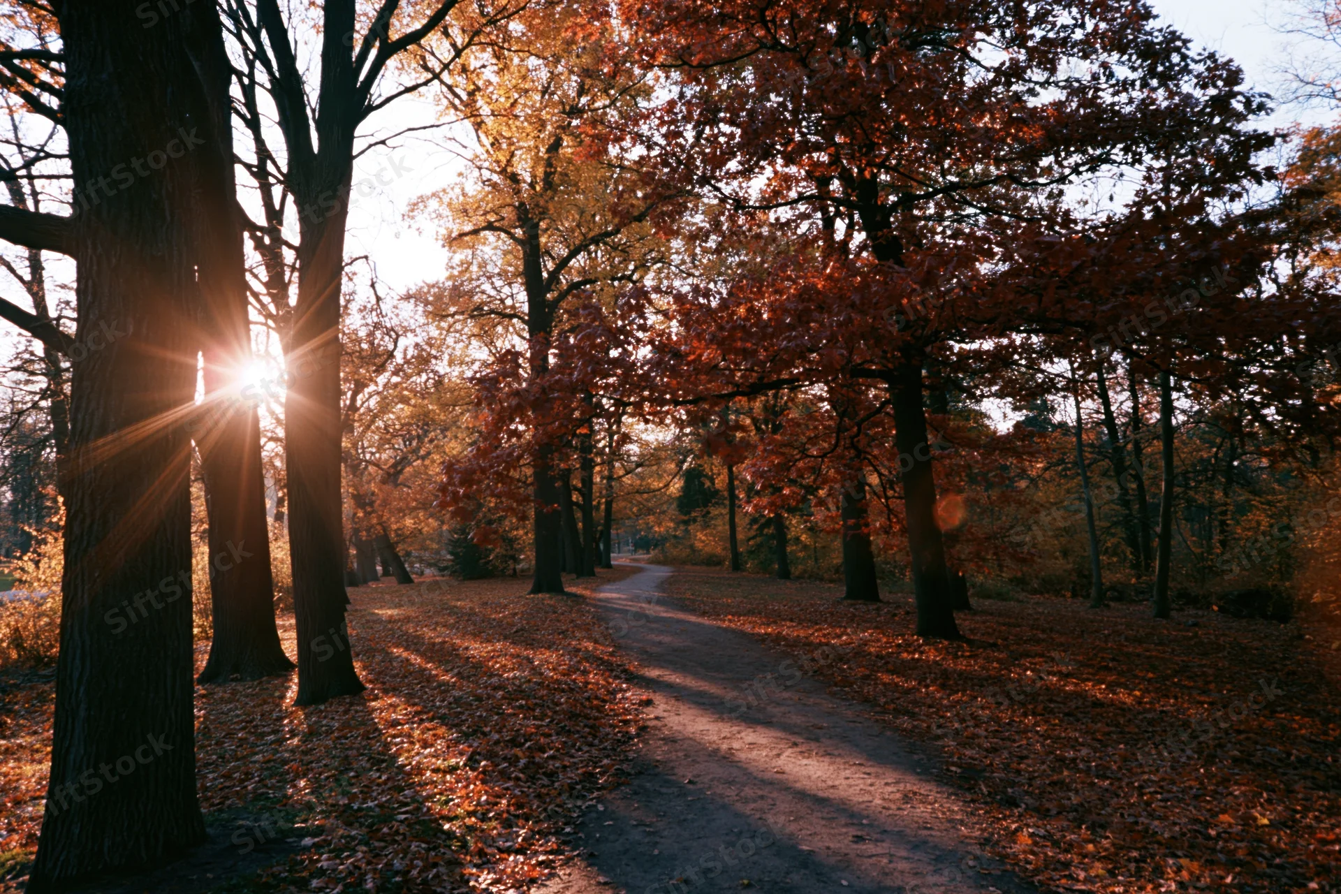 Winding path through autumn park lined with tall deciduous trees and fallen leaves under sunlight