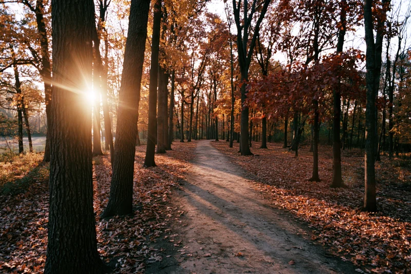 Winding path through autumn forest with sunlight filtering through tall deciduous trees