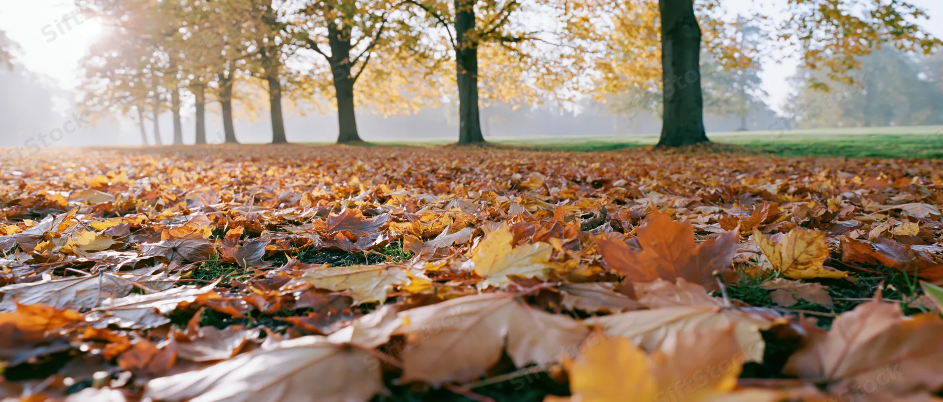 Thick carpet of fallen maple leaves covering ground in autumn park with trees in row under morning sunlight