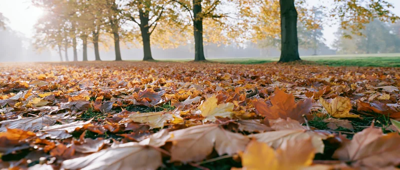 Thick carpet of fallen maple leaves covering ground in autumn park with trees in row under morning sunlight