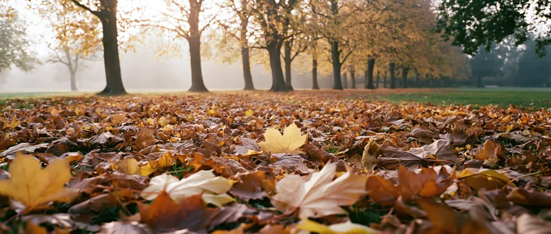 Thick carpet of fallen maple leaves covering ground in autumn park with trees in misty sunlight