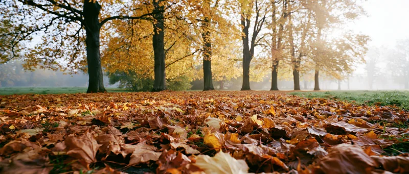 Thick carpet of fallen maple leaves covering ground in autumn park with trees and misty sunlight