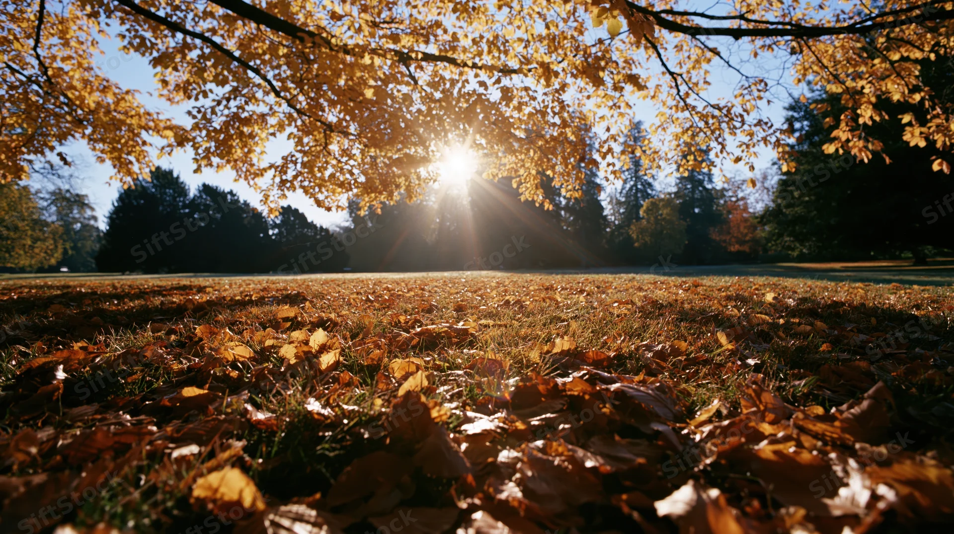 Autumn park scene with fallen leaves covering grass under golden sunlight filtering through tree canopy