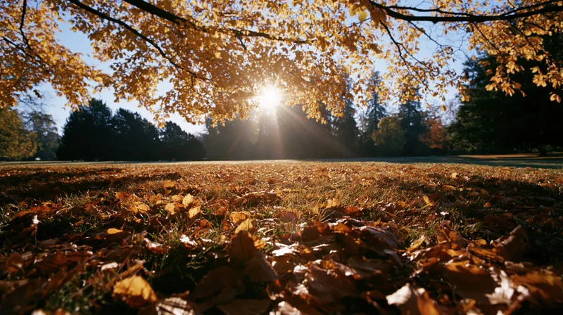 Autumn park scene with fallen leaves covering grass under golden sunlight filtering through tree canopy