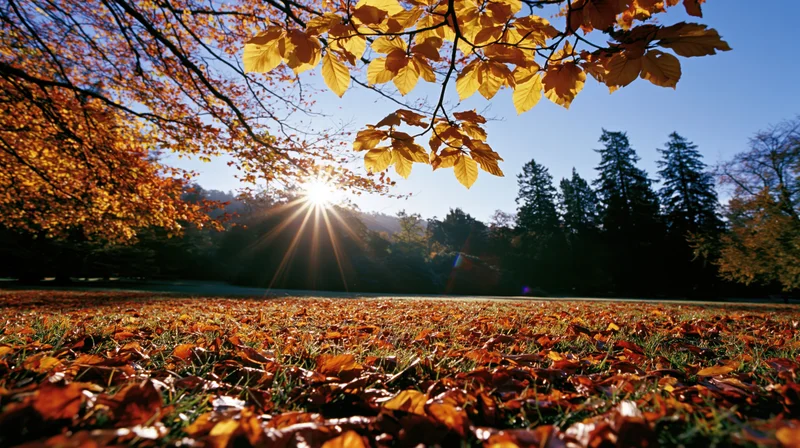 Autumn park scene with fallen leaves covering ground and sun shining through tree branches