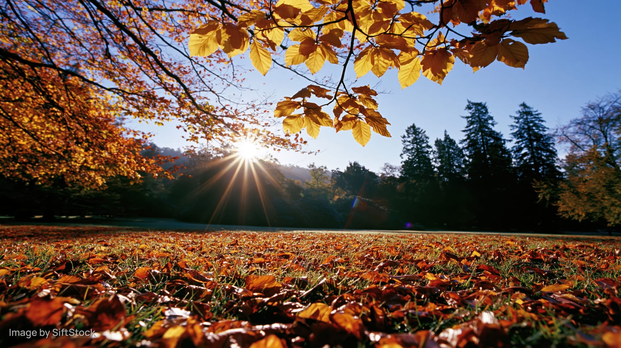 Autumn park scene with fallen leaves covering ground and sun shining through tree branches