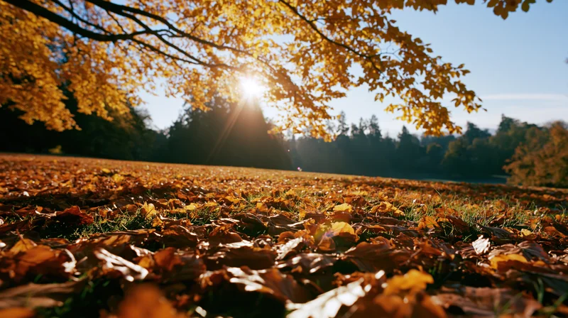 Low-angle view of golden autumn leaves covering grass in a park with sunlight filtering through tree branches