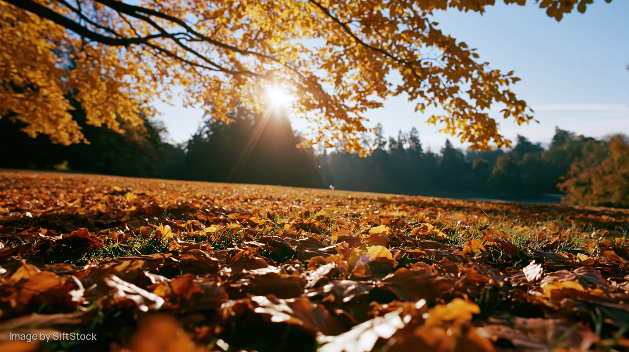 Low-angle view of golden autumn leaves covering grass in a park with sunlight filtering through tree branches
