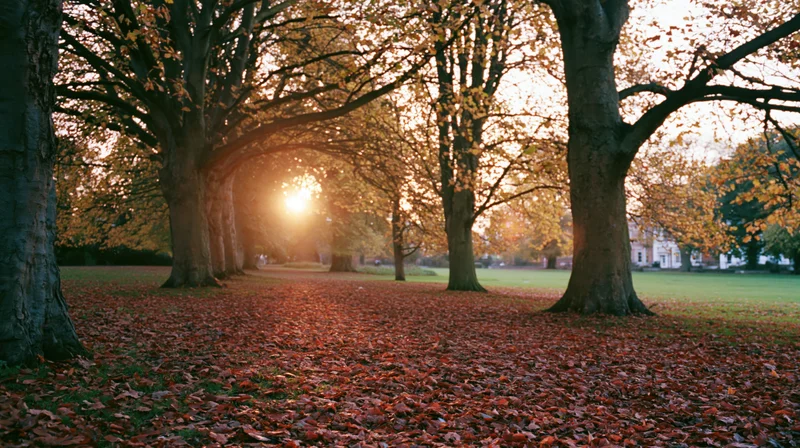 Autumn park pathway lined with deciduous trees and fallen leaves under golden sunset light