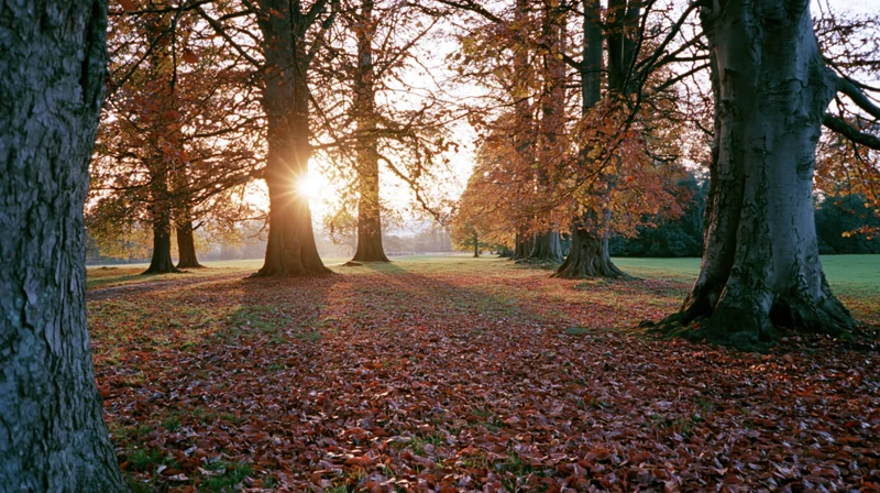 Autumn park scene with large deciduous trees lining a grass path, sunlight filtering through branches, fallen leaves covering ground