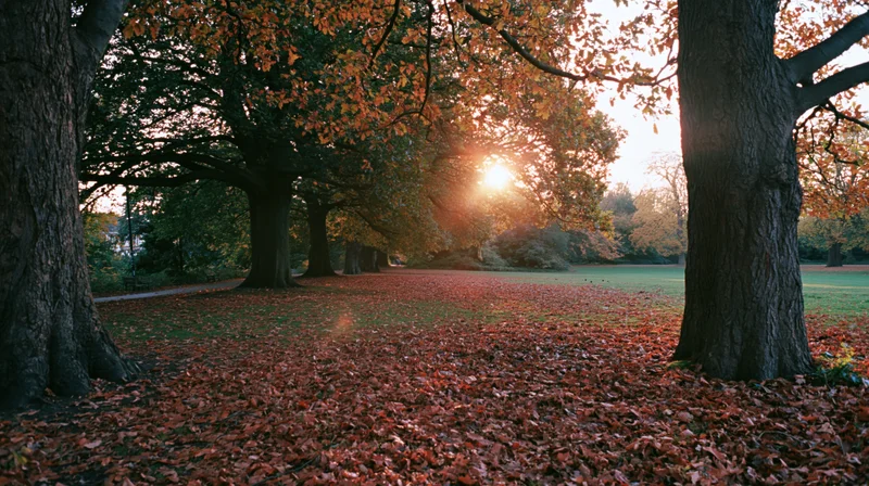 Autumn park pathway lined with large deciduous trees and fallen leaves at sunset