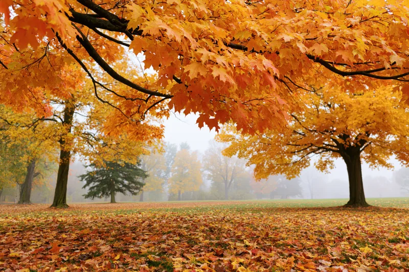 Maple trees with vibrant orange and yellow foliage in a misty park during autumn, fallen leaves covering the ground