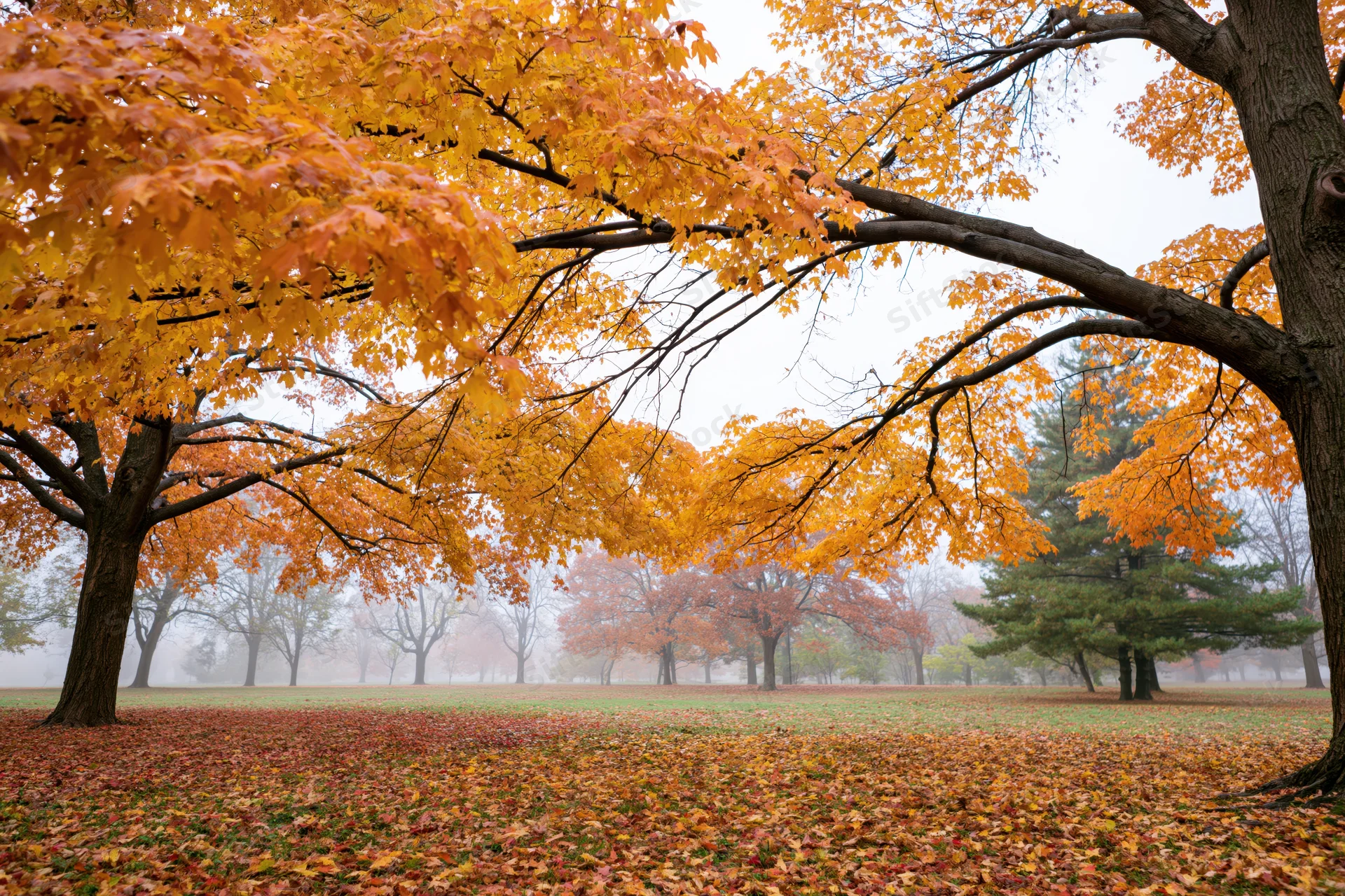Maple trees with vibrant orange foliage in a misty park during autumn