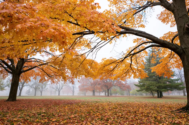 Maple trees with vibrant orange foliage in a misty park during autumn