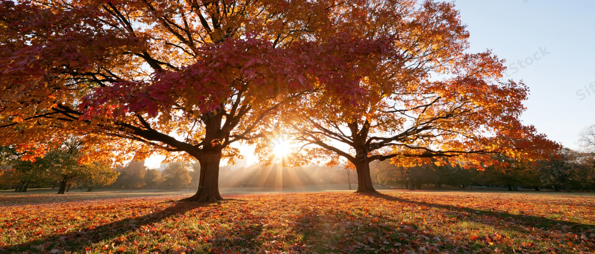 Large maple trees in full autumn foliage in a park with sunlight streaming through branches