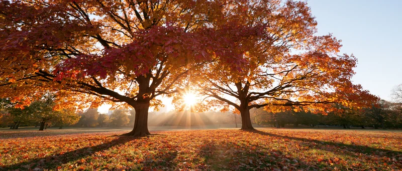 Large maple trees in full autumn foliage in a park with sunlight streaming through branches