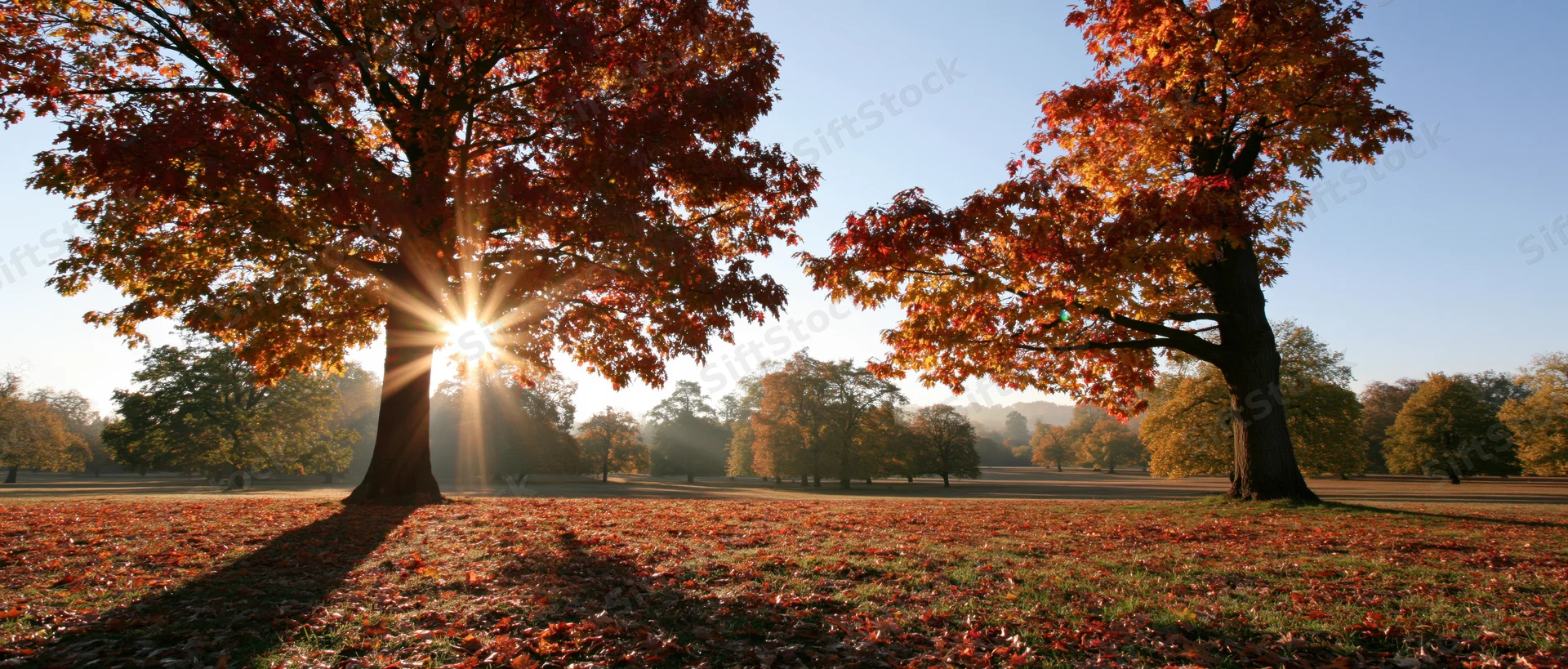 Autumn park scene with large maple trees in full fall foliage, sunlight shining through branches, ground covered in fallen leaves