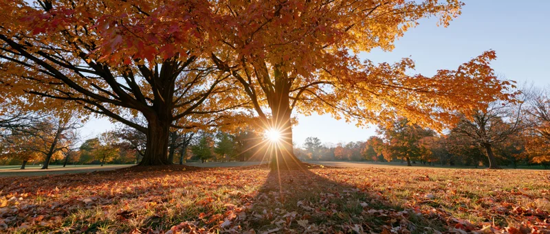 Large maple tree with vibrant autumn foliage in a park, sunlight shining through branches, fallen leaves covering the ground