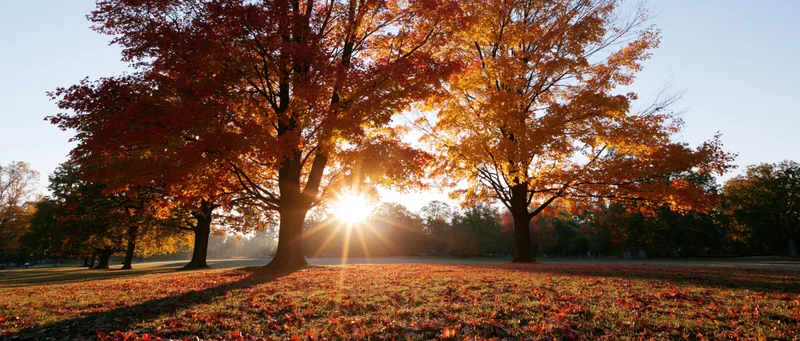 Autumn park scene with large maple trees in full fall foliage, sunlight shining through branches, ground covered in fallen leaves