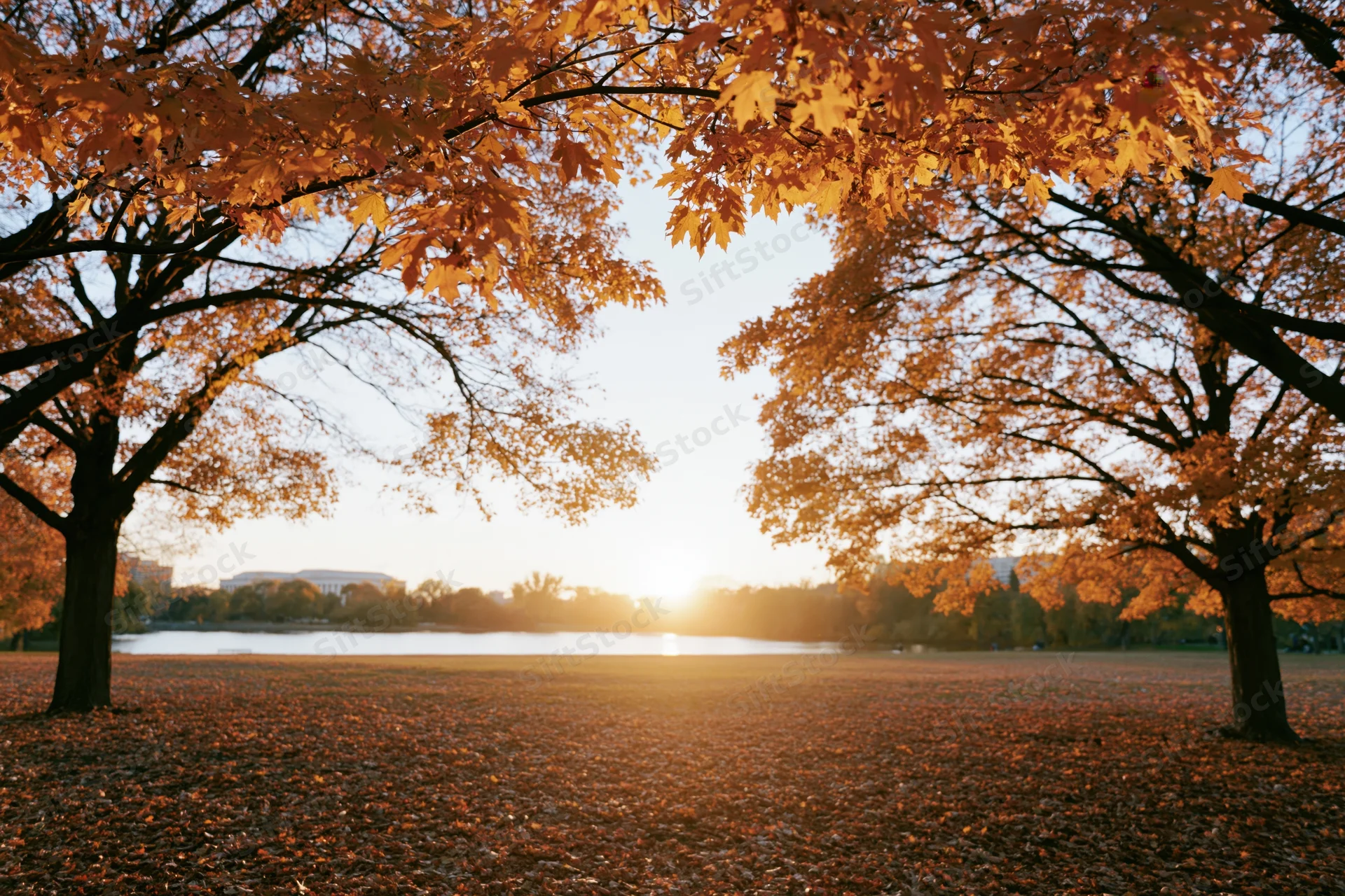 Maple trees framing a clearing in a park at sunset with fallen leaves covering the ground and water in the distance