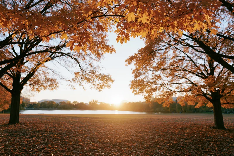 Maple trees framing a clearing in a park at sunset with fallen leaves covering the ground and water in the distance