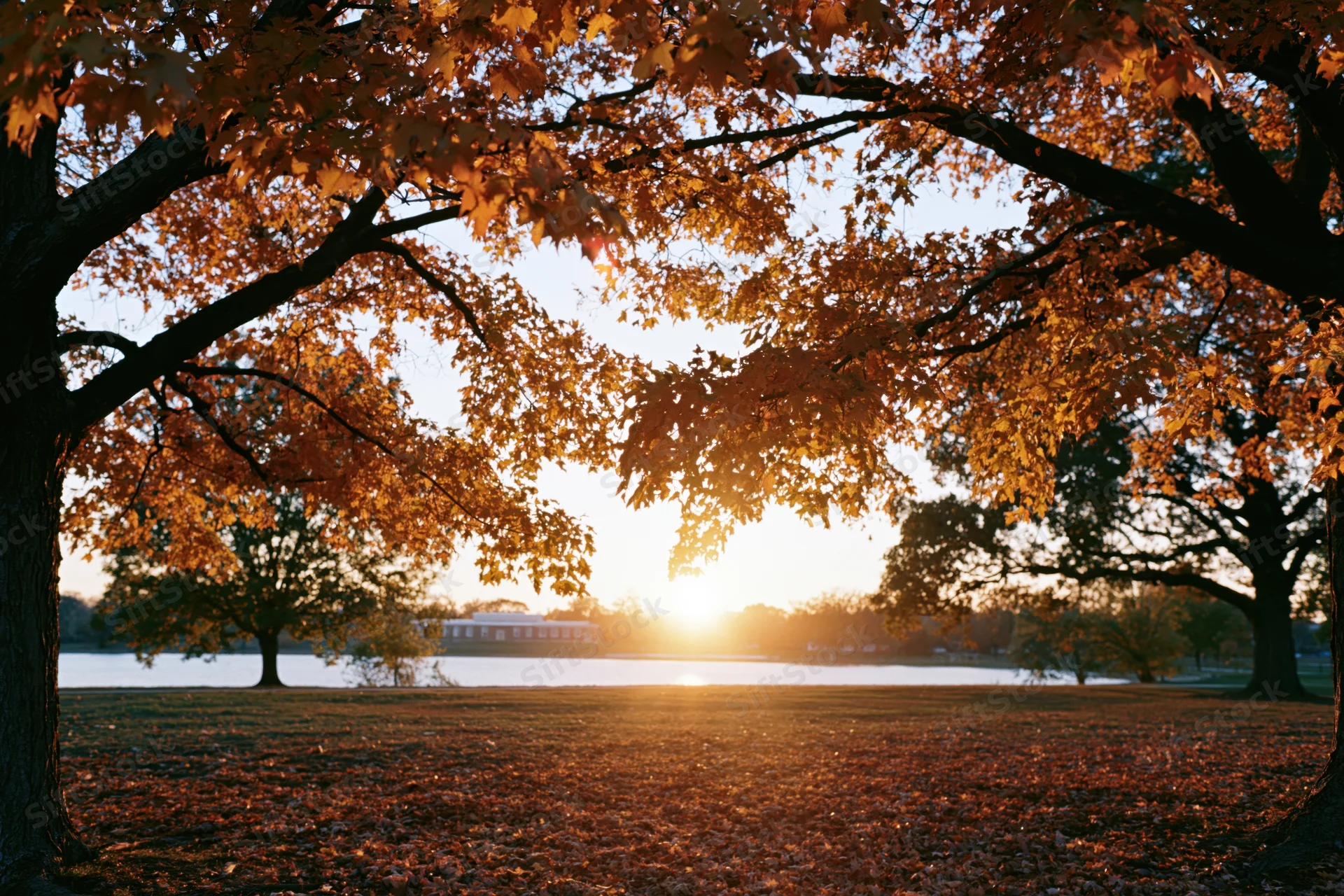 Maple trees framing a clearing at sunset in an autumn park