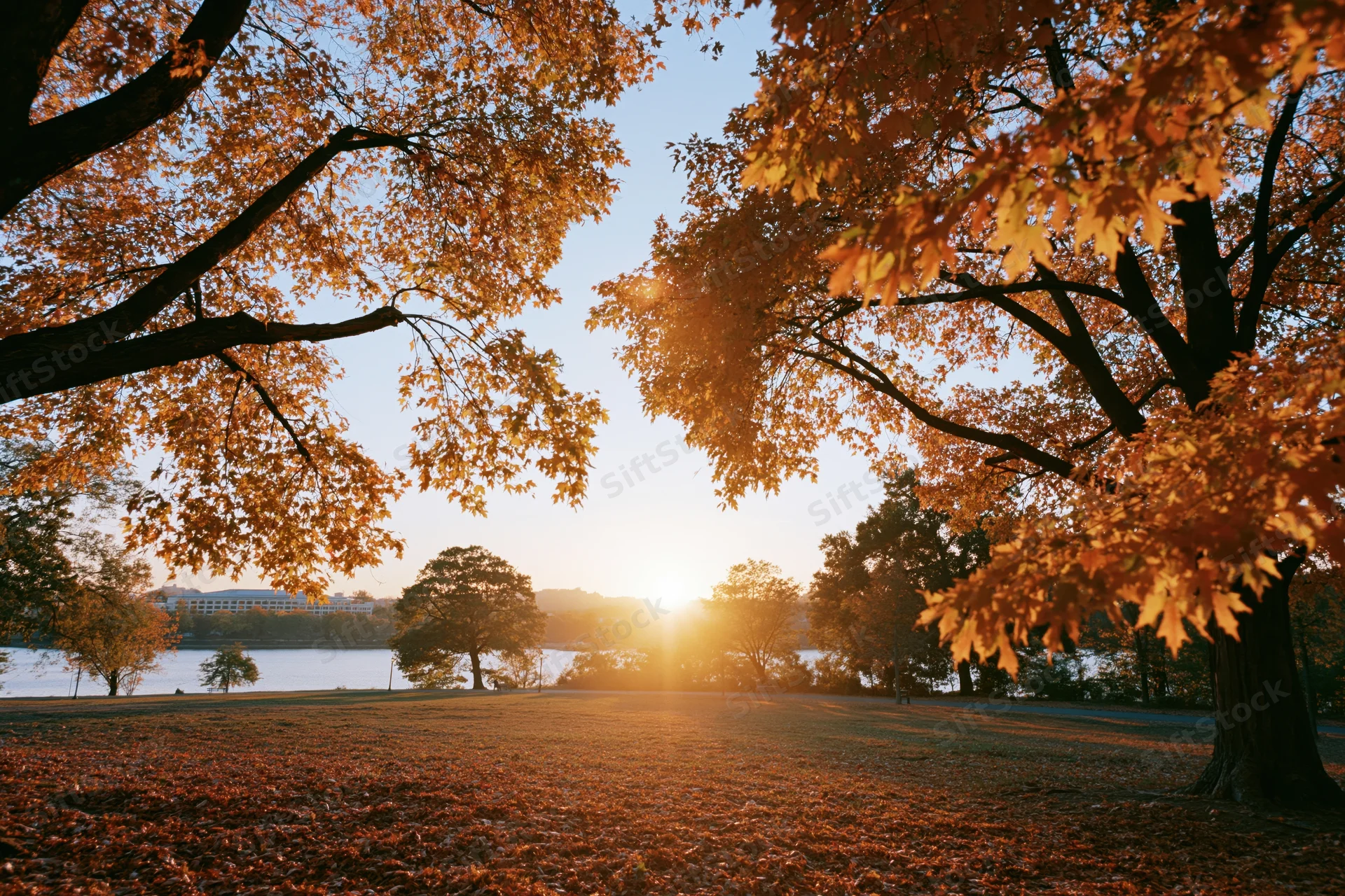 Maple trees framing a clearing at sunset in an autumn park by a river