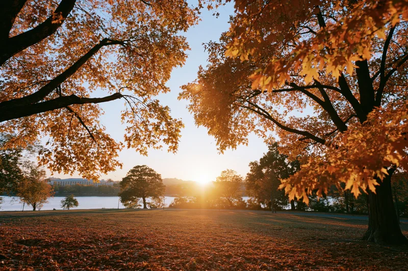 Maple trees framing a clearing at sunset in an autumn park by a river
